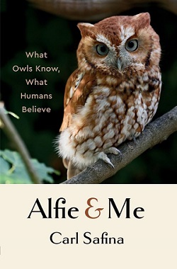 alfie image